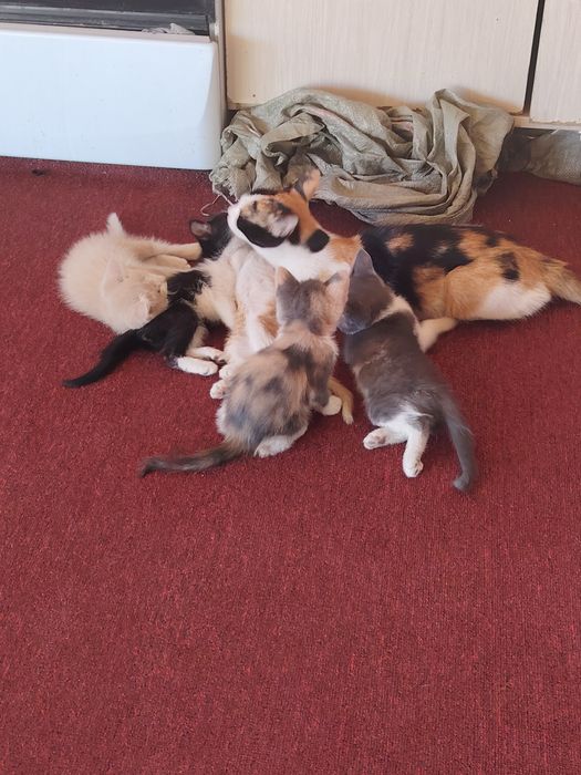 Отдам котят в хорошие руки