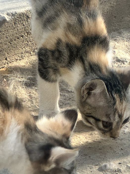 Отдам в хорошие руки все девочки