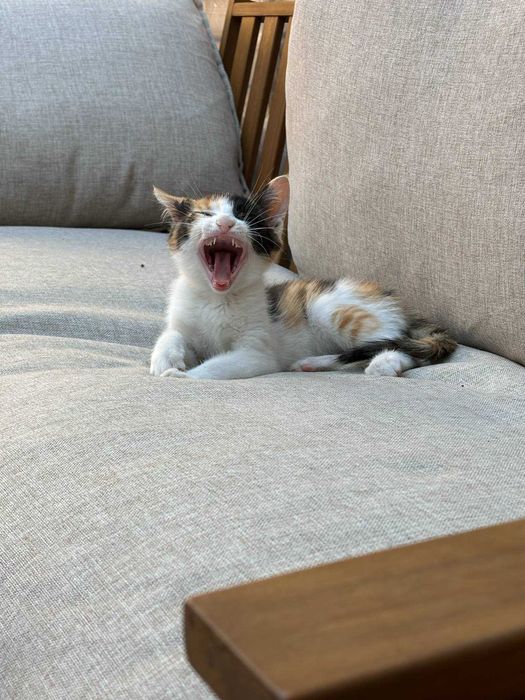 Коте си търси дом