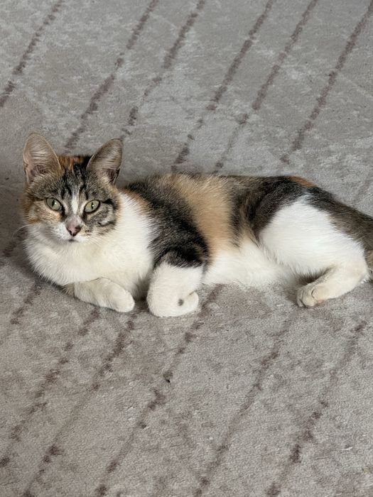 Отдаем кошечку в добрые руки