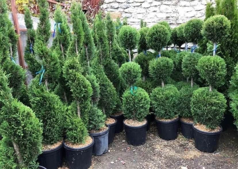 Plante decorative