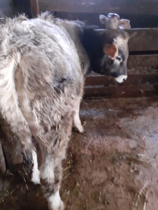 Vand tauras si vitea