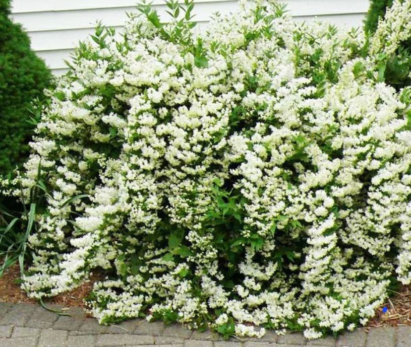 Цветы     цветы.