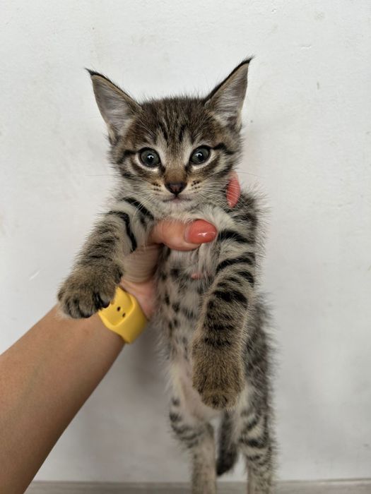 отдам котят бесплатно