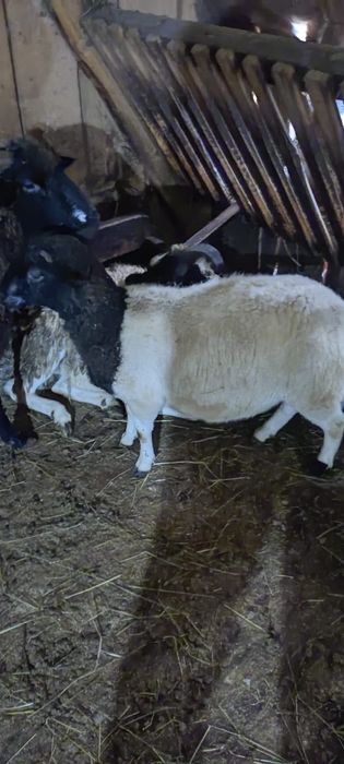 3 oi+ 1 berbec Dorper