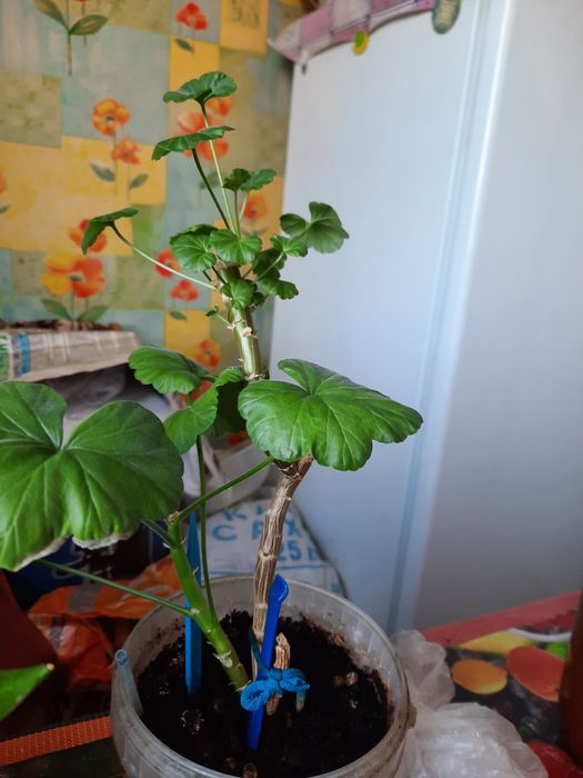 Цветы домашние разные