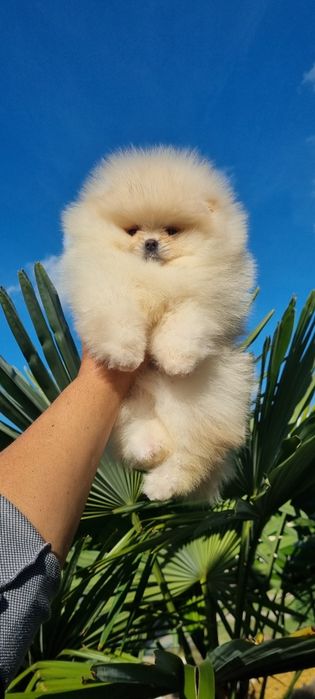 Померан померанче