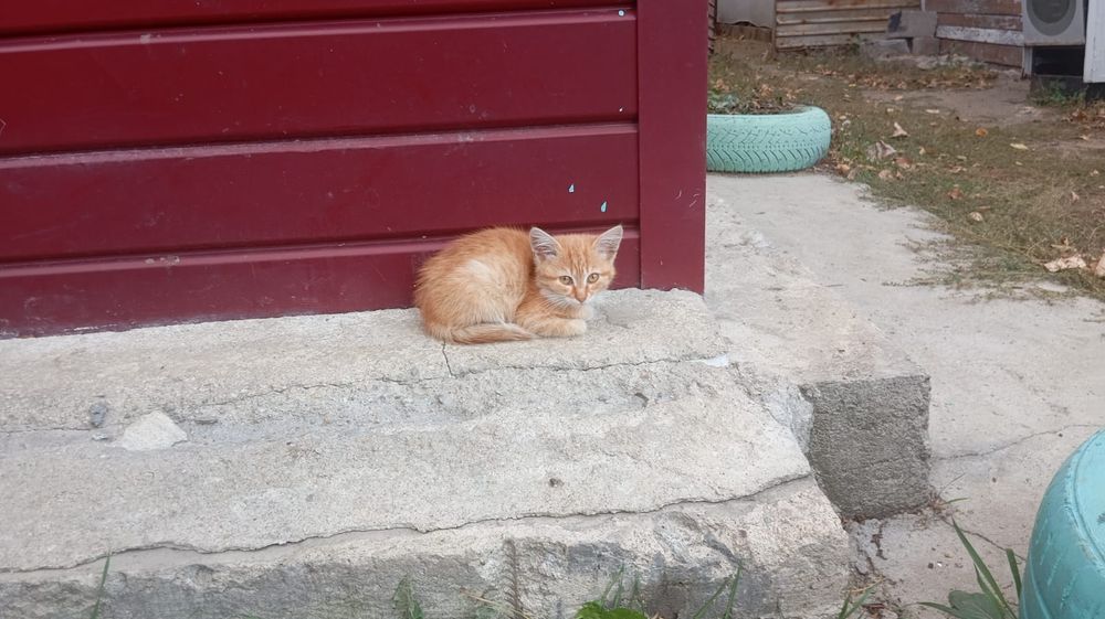 Отдам котят в добрые руки