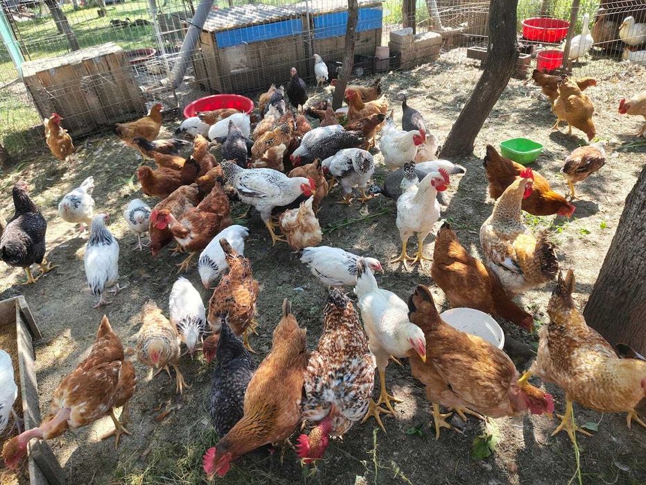 oua  proaspete de consum