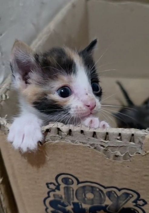 Отдам котят в хорошие руки