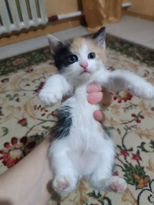 Котята отдаю в добрые руки
