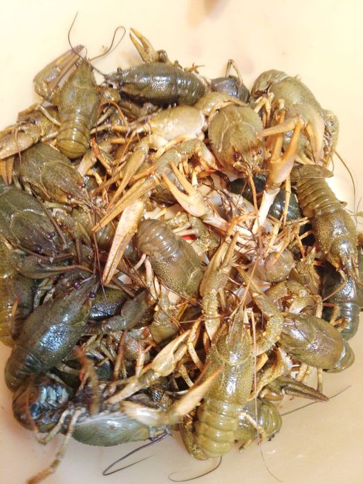 Раки живые срочно