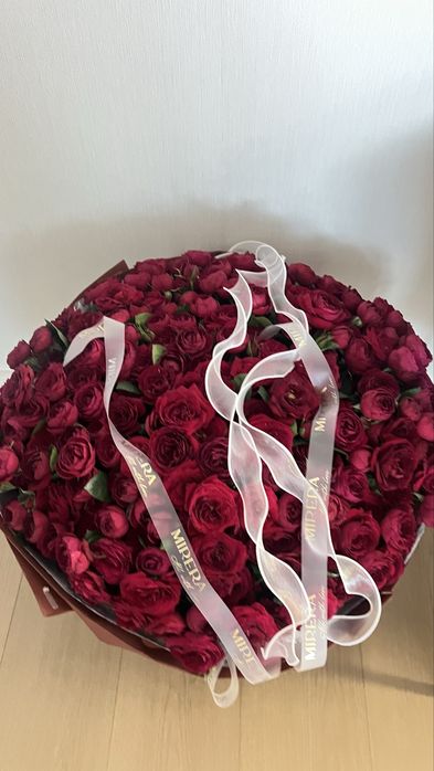 Свежие краснве шикарные розы