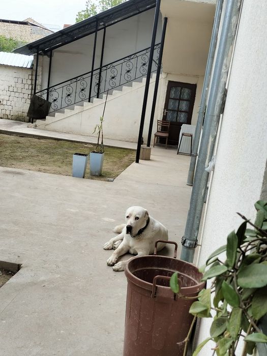 Alabay sotiladi urgʻochi