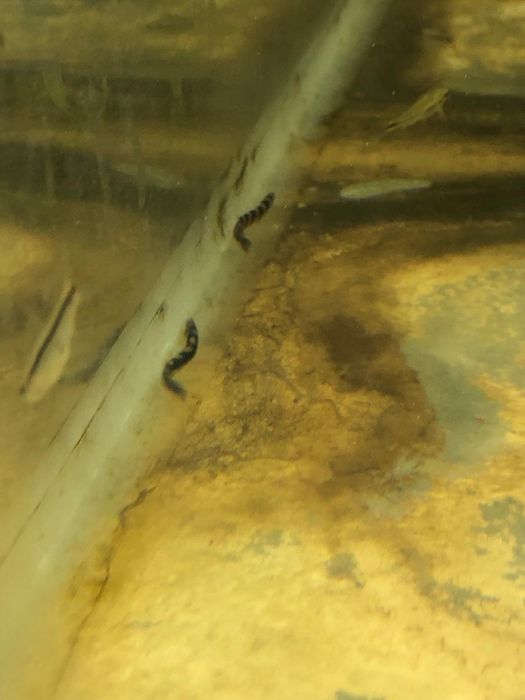 Kuhli loach sanitari