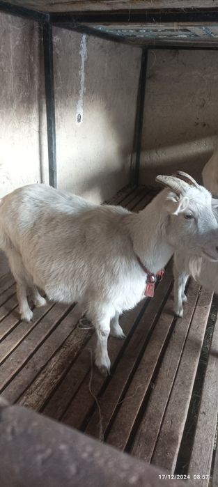 Sogʻin Echki sotiladi