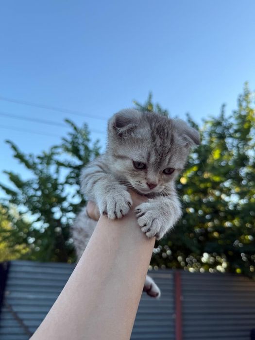 Продаю 4х котят.