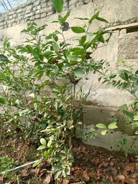 Limon ko'chatlar