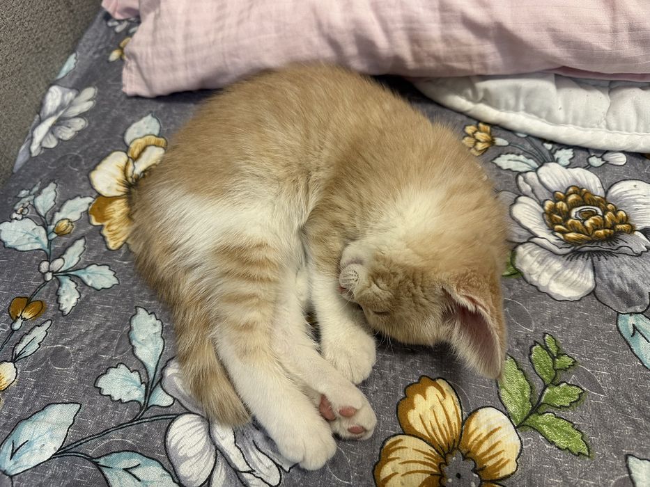 Котенок в добрые руки