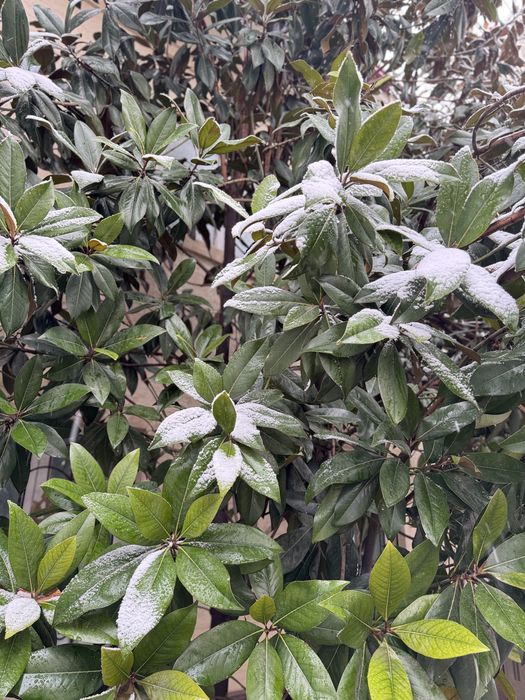 Magnoliya Декоративное дерево Магнолия – украшение для двора и сада