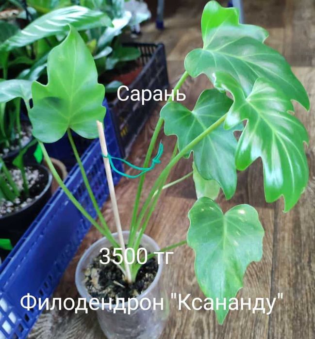 Филодендрон филодендрон