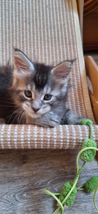 Котята  мейн-кун