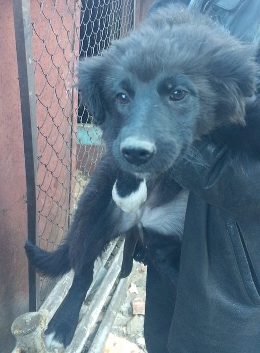 Отдам щенков бесплатно