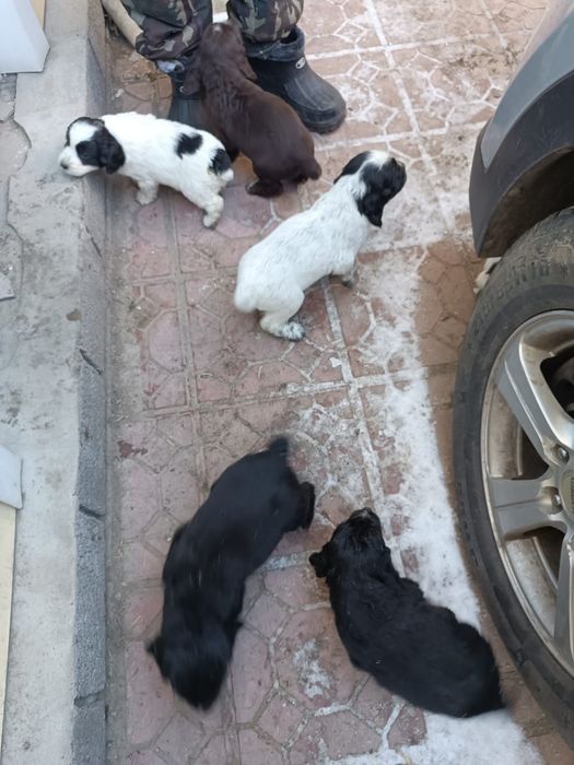 Продам охотничьих щенков!