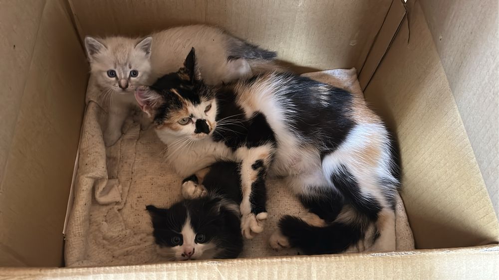 Котята бесплатно
