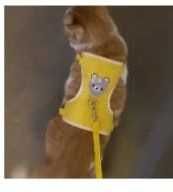 Сумка и шлейка для выгула кошек и собак