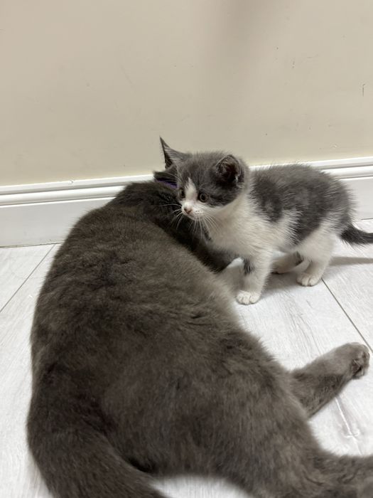 Кошка британская кошка 2 мес