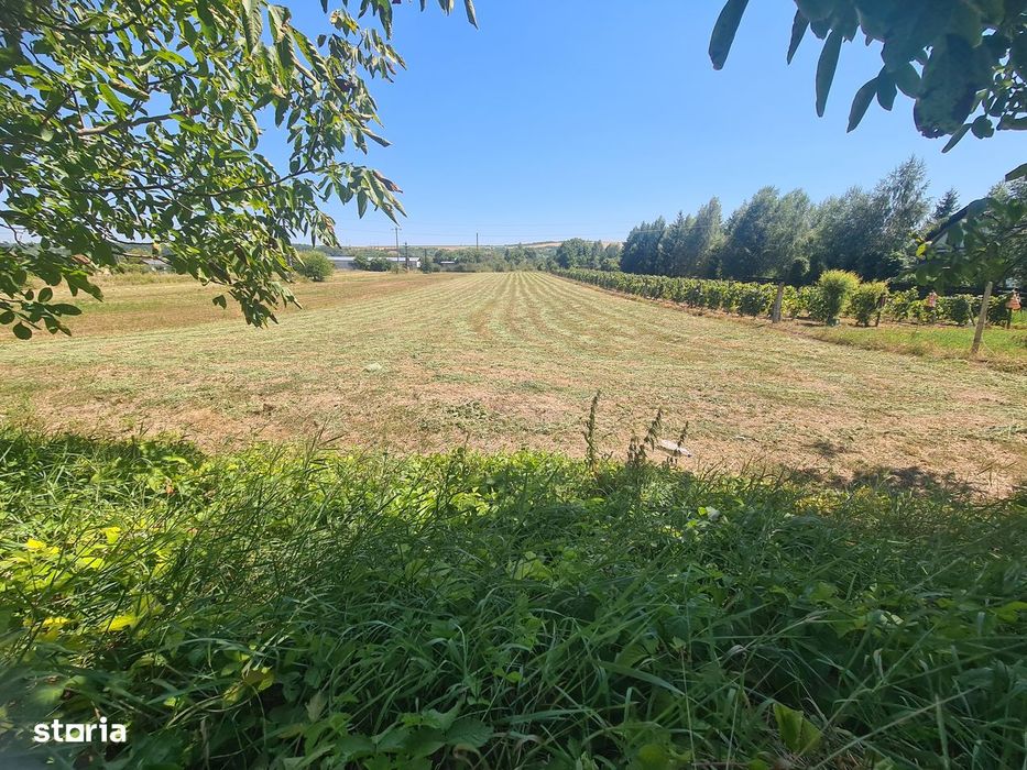Teren intravilan 5000 mp , Casin, Onesti