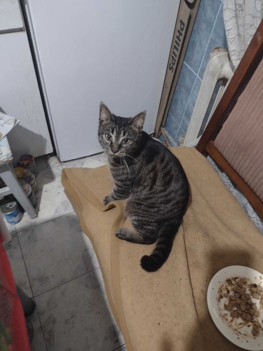 Donez urgent doi pui pisici gratis pentru iubitorii de animale