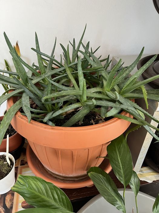 Vand flori in ghiveci