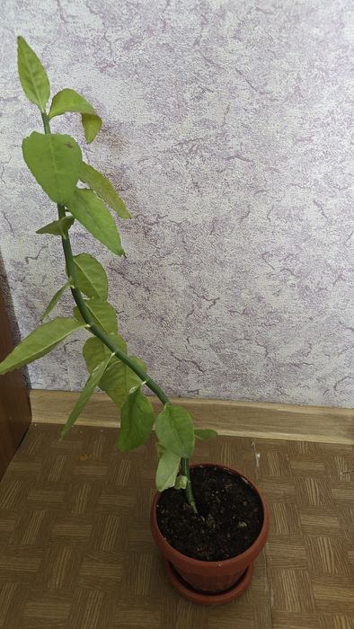 Продам цветы      .