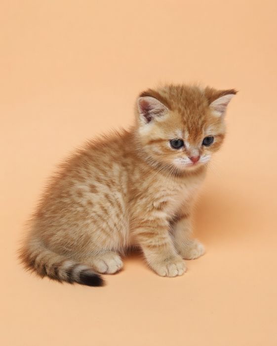 Котик  британский зоЛото.