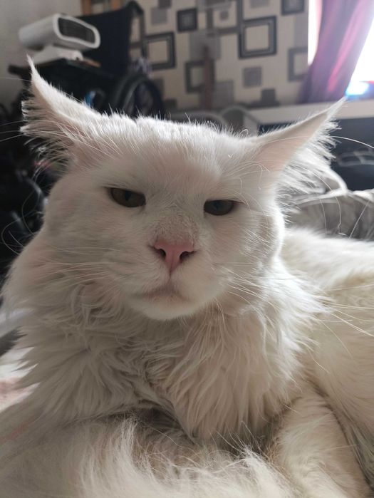 Мейн кун кот на вязку