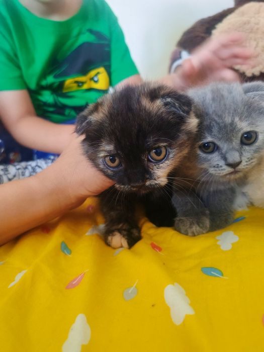 Прекрасни Шотландски Клепоухи котенца (Scottish Fold)