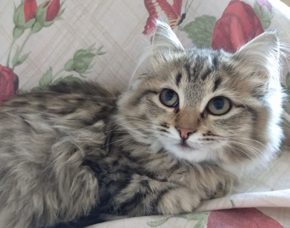 Котенок трехмесячный: Бесплатно - Кошки Алматы на Olx