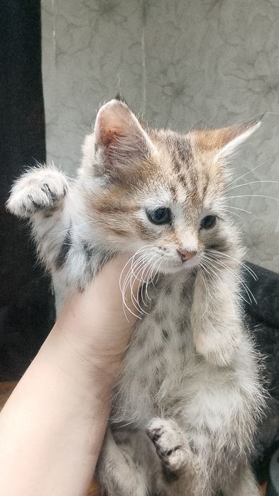 Отдам котенка. .