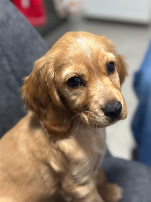 Cocker Spaniel  auriu