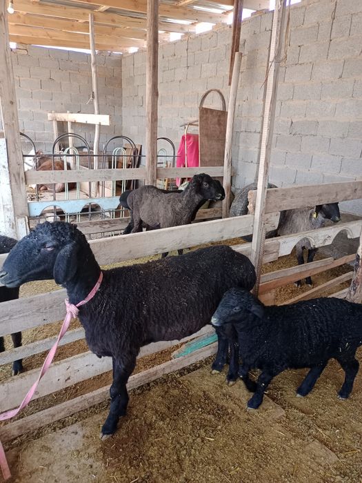 Козылы кой сатылады срочно