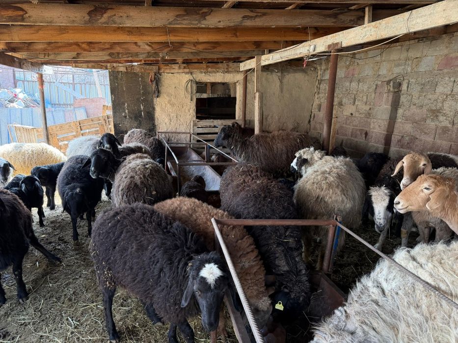 Кой сатылады козылы койлар