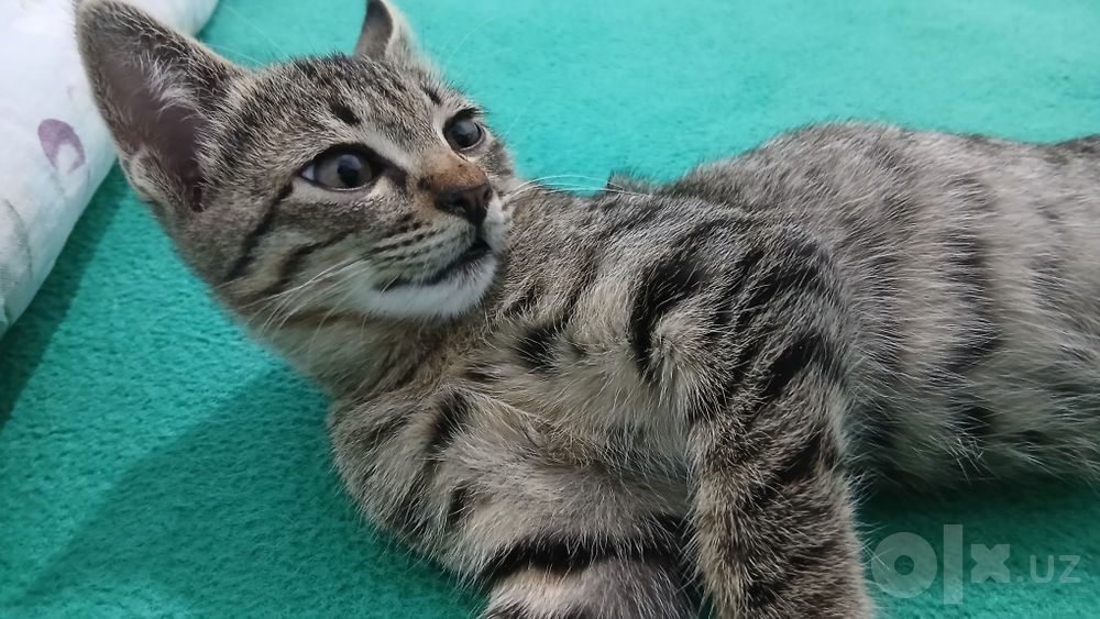 Котик в подарок в добрые руки