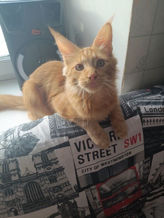 Продам Мейн куна