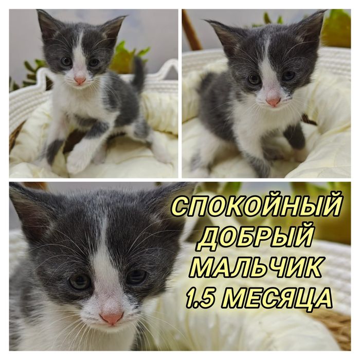 Отдаю котят даром