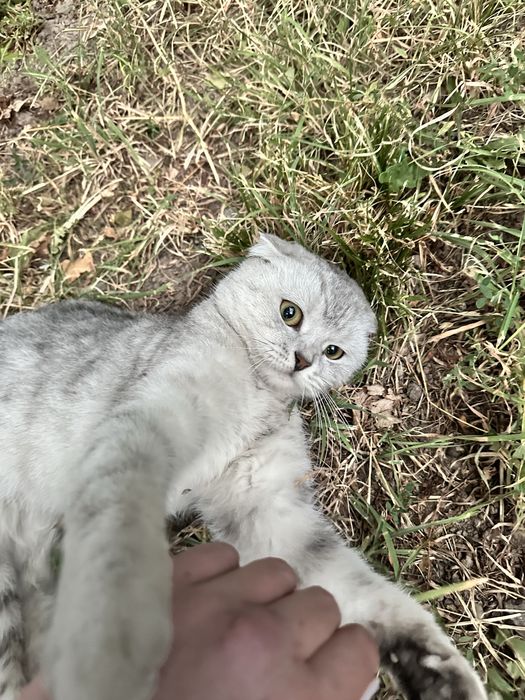 Шотланка в добрые руки