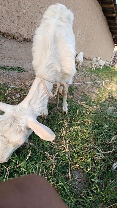 Козлы. Продаётся