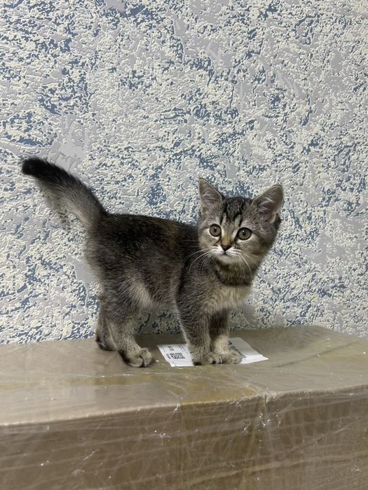 Продам двух котят