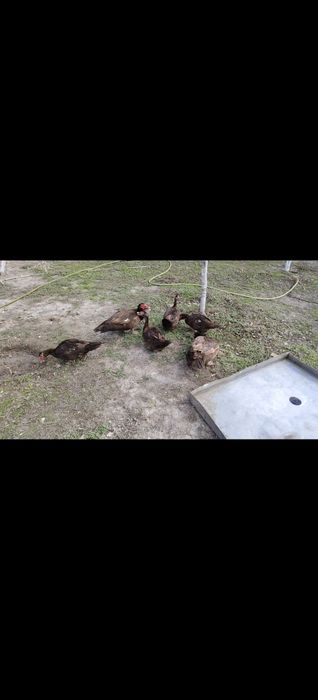 Инкубационные яйца индаутки тяжёлый линия шеколад